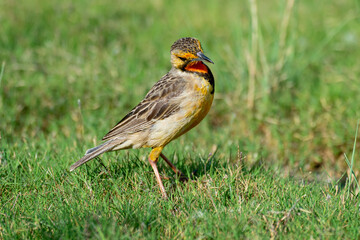 Sentinelle du Cap,. Macronyx capensis, Cape Longclaw
