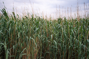 massette, typha latifolia