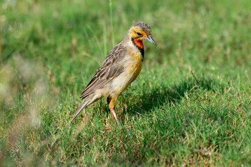 Sentinelle du Cap,. Macronyx capensis, Cape Longclaw