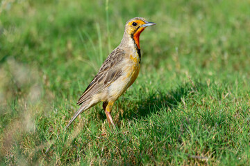 Sentinelle du Cap,. Macronyx capensis, Cape Longclaw