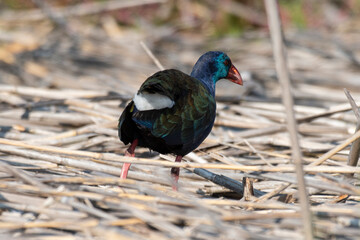 Talève sultane, Poule sultane, .Porphyrio porphyrio, Western Swamphen