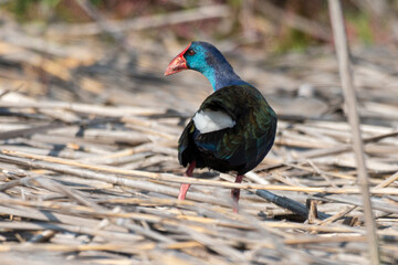 Talève sultane, Poule sultane, .Porphyrio porphyrio, Western Swamphen