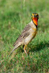 Sentinelle du Cap,. Macronyx capensis, Cape Longclaw