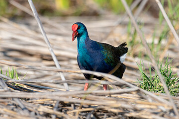 Talève sultane, Poule sultane, .Porphyrio porphyrio, Western Swamphen