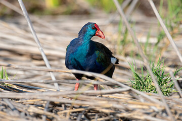 Talève sultane, Poule sultane, .Porphyrio porphyrio, Western Swamphen