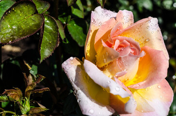 Peach and Yellow Rose with Water Droplets from Chicago Botanic Gardens