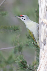Grey-headed woodpecker