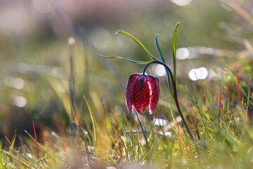 Purple Snake's Head Fritillary, Fritillaria meleagris, with bokeh and diffused background in the grass off a meadow