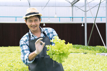 Naklejka na ściany i meble Man holding fresh harvest of vegetables in greenhouse. Asian farmer holding hydroponic green salad vegetables for healthy food and nutrition at industrial farm. Sign Ok.