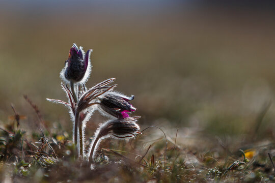 Pulsatilla nigra in early spring meadow, blurred background. Pasqueflower.