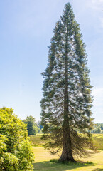 Very unusual plants and trees at Benmore Royal Botanic Gardens, Scotland, UK