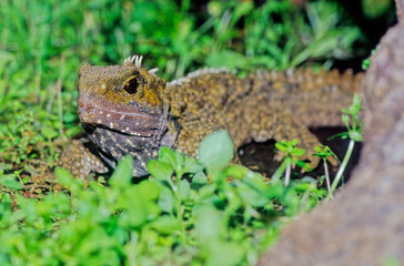Tuatara.