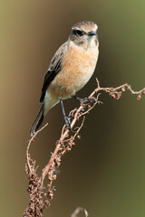 Tarier pâtre, Traquet pâtre, Saxicola rubicola,  European Stonechat, femelle