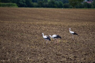 Störche auf einem Acker