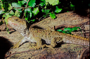 Tuatara.