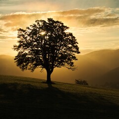 Silhouette eines Baums zum Sonnenaufgang