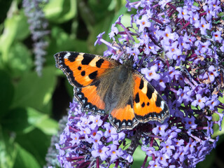 Small Tortoiseshell (Aglais urticae) feeding