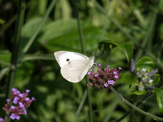 Small White (Pieris rapae) Butterfly