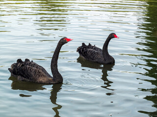 Black Swans (cygnus atratus) swimming on a lake