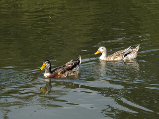 A pair of Mallards (Anas platyrhynchos)