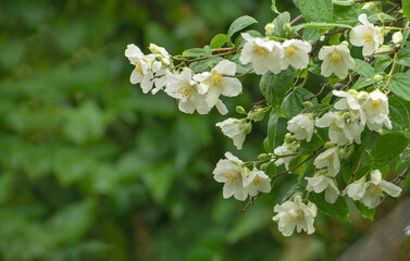 white flowers jasmine in the garden