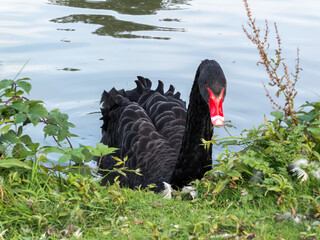Black Swan (cygnus atratus)
