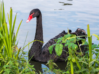 Black Swan (cygnus atratus)
