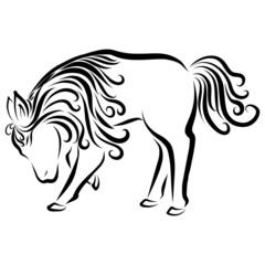 Beautiful donkey pony horse with long creative and graceful and elegant curly mane and fluffy tail flowing lines in black