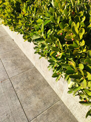 border of evergreen shrubs on the sidewalk close-up
