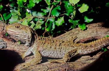 Tuatara.