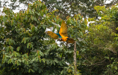 blue and yellow macaw in manu national park flying