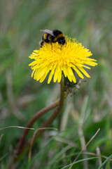 Bee collecting pollen from a Dandelion (taraxacum)
