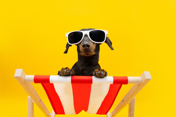 Funny dog summer. Dachshund puppy relaxing on a beach chair wearing sunglasses going on vacations....
