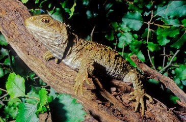 Tuatara.