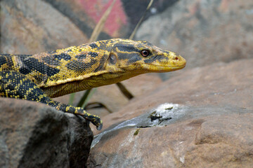 Philippine Water Monitor (Varanus cumingi)
