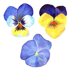Watercolor pansies set of 3 flower, garden flowers, vibrant and colorful. Clothes print , fabric printing. Postcard design, spring mood. Wedding card. Raster stock clipart, isolated on white