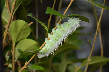 Atlas Moth (Attacus atlas) Caterpillar climbing a plant stem
