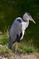 Fototapeta premium Grey Heron standing at the side of a lake