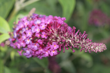Schmetterlingsflieder Buddleja davidii Sommerflieder, Gewöhnlicher Sommerflieder, Schmetterlingsstrauch Fliederspeer 