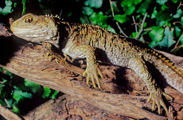 Tuatara.