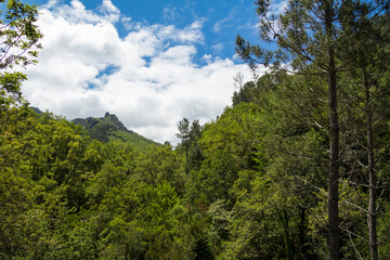 Floresta