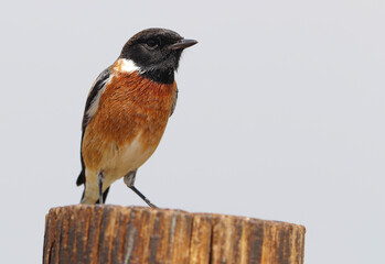 African Stonechat, South Africa