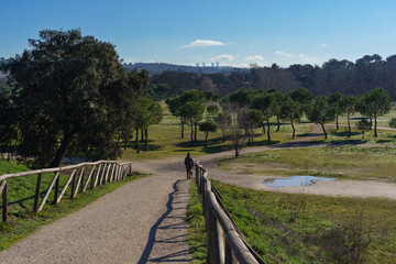 A woman walks through a beautiful green park with her dog on a bright day, in the distance, the skyline of the city of Madrid.