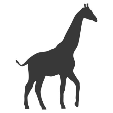 Giraffe silhouette, icon. Vector illustration isolated on white background.