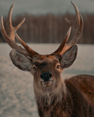 portrait of a cute red deer on a snowy winter forest background