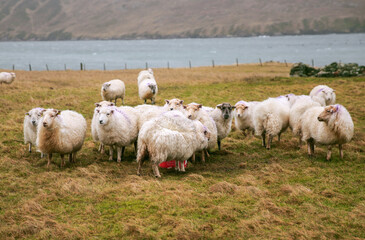 sheep in the wild field