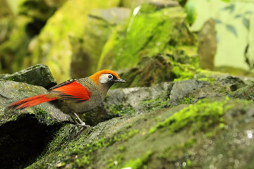 The red-tailed Laughingthrush (Trochapteron milnei) sitting on the green stones.
