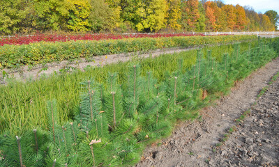 A plot of forest for growing seedlings of trees