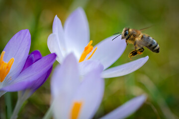 bee on a flower close up view