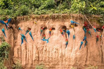 wild and free macaws (Ara Macao and Ara ararauna) at clay lick in peruvian rainforest in the area...